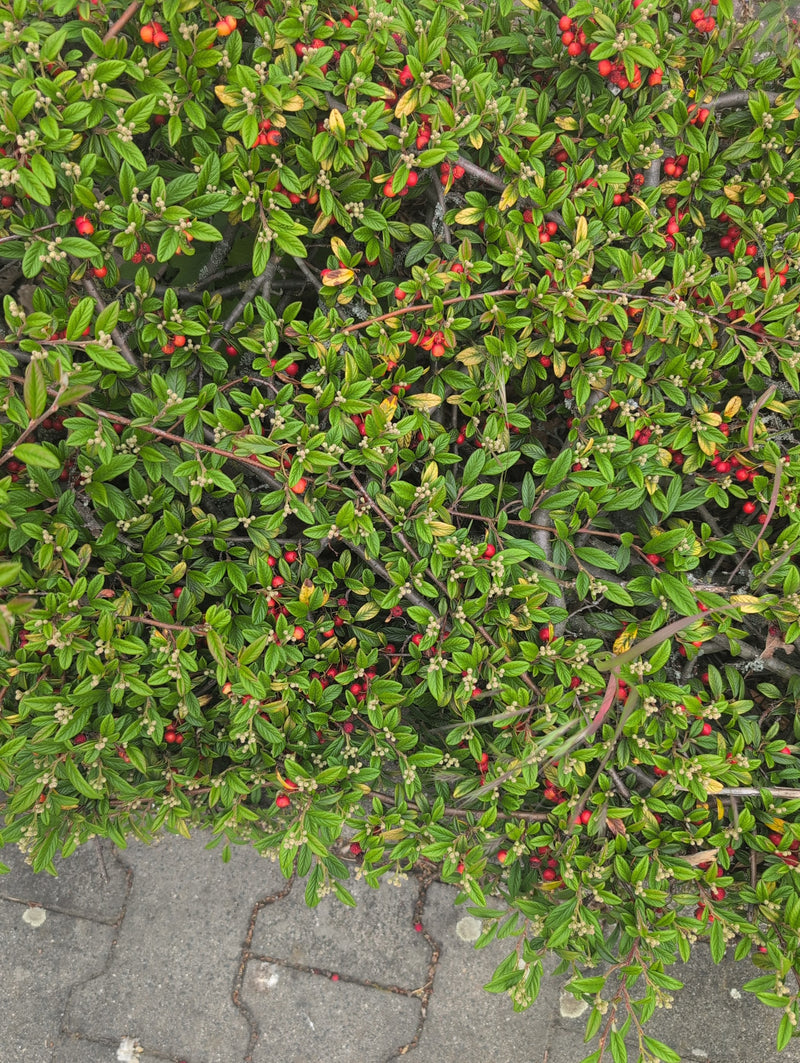 Zu sehen ist eine Teppich-Zwergmispel mit zahlreichen kleinen grünen Blättern und roten Beeren, die auf einem Steinboden wächst.