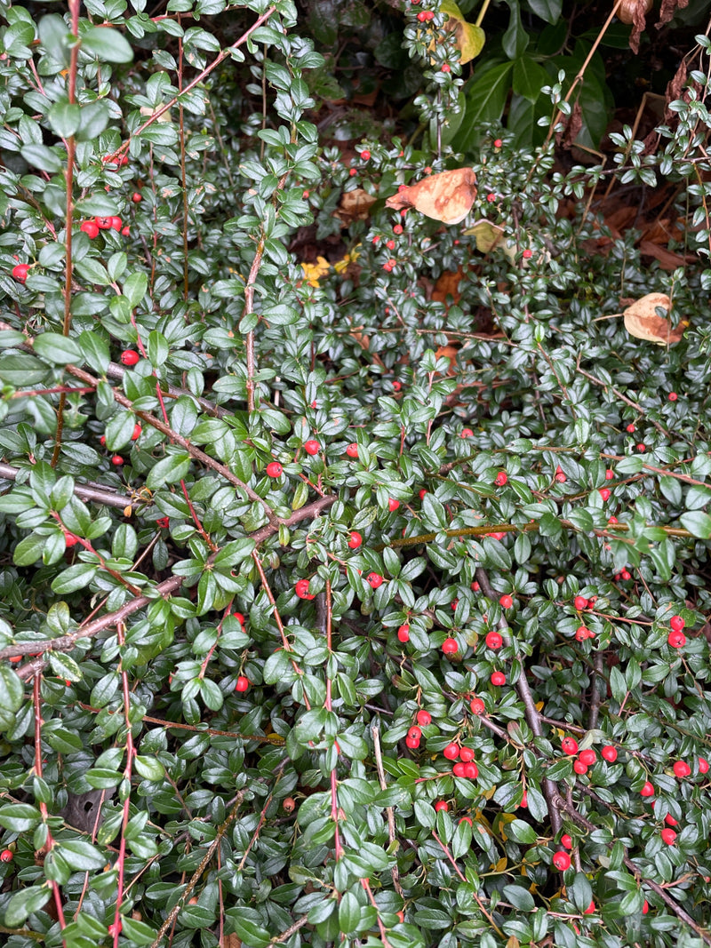 Dichte Zweige einer Teppich-Zwergmispel mit glänzend dunkelgrünen Blättern und zahlreichen kleinen roten Beeren.