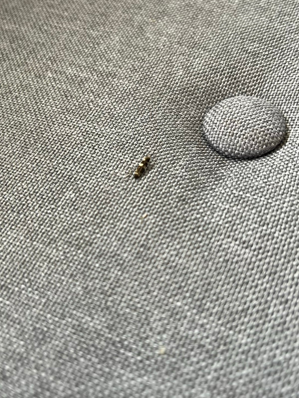 Eine winzige Teppichkäferlarve ruht auf einem grauen Gewebestoff.