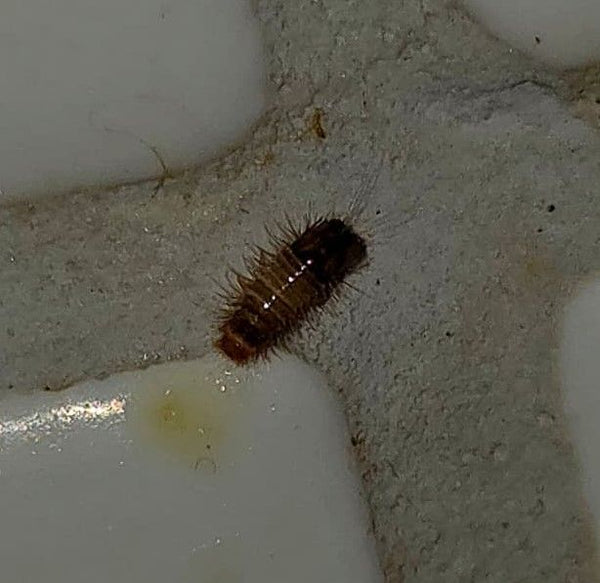 Eine behaarte Larve des Teppichkäfers liegt in der Fuge zwischen hellen Fliesen.