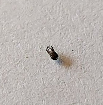 Ein kleiner Teppichkäfer sitzt auf einer weiß gestrichenen Wand mit rauer Struktur.