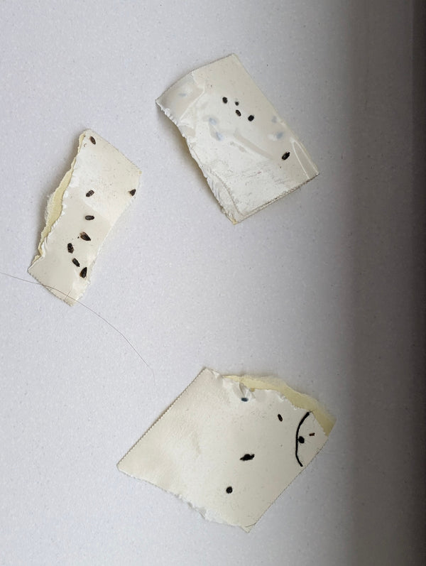 Mehrere sehr kleine, dunkle Insekten haften auf Fragmenten von Klebeband oder einer Klebefalle.