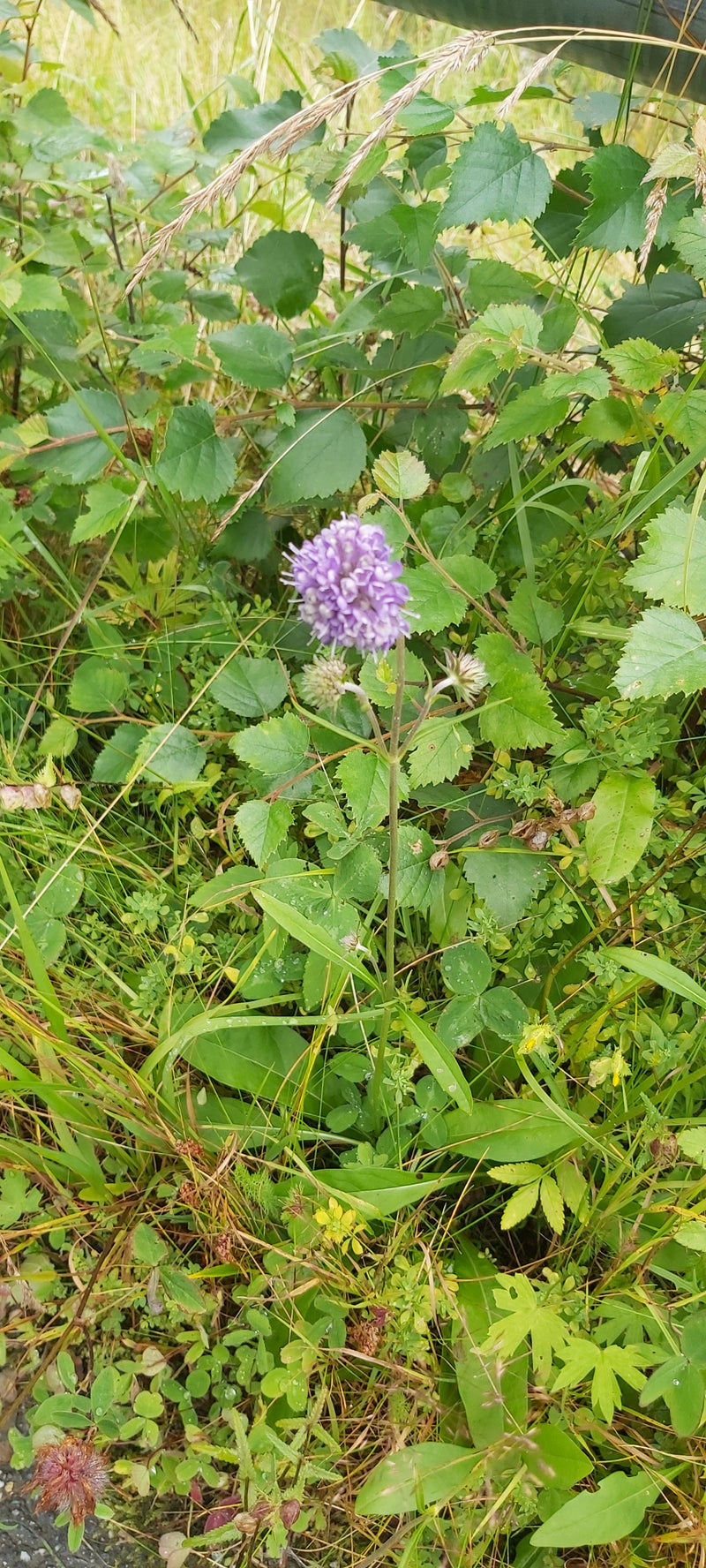 Teufelsabbiss — Bild 2