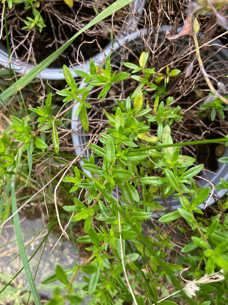 Thymian (Gattung) — Bild 1