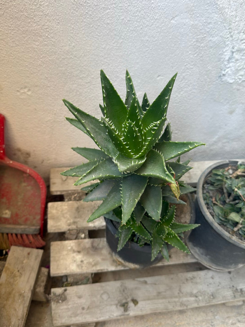 Tiger-Aloe — Bild 3 von 3