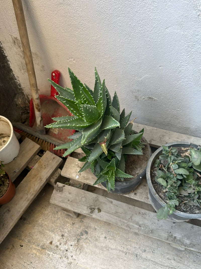 Tiger-Aloe — Bild 2 von 3