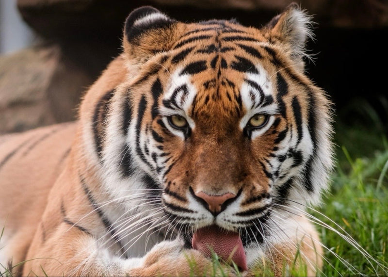 Tiger — Bild 1