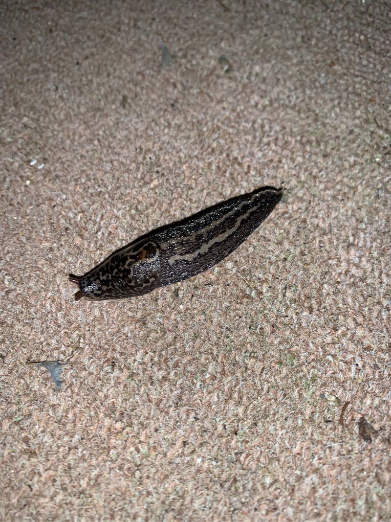 Tigerschnegel Limax Maximus — Bild 5