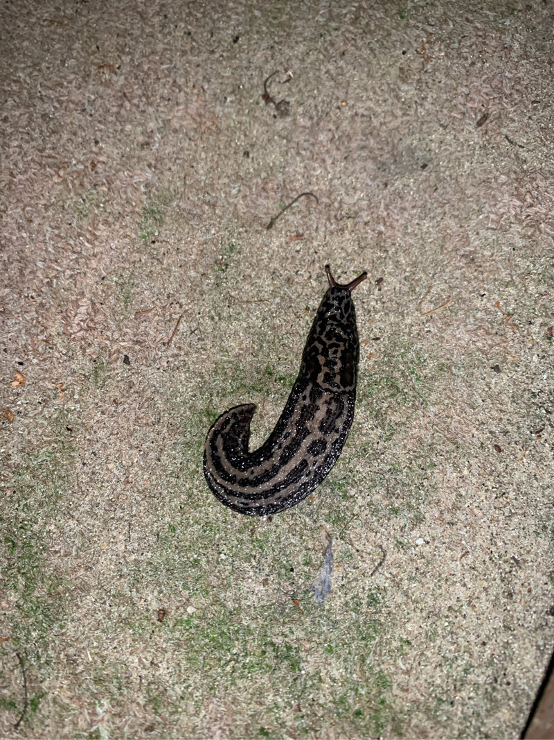 Tigerschnegel Limax Maximus — Bild 3