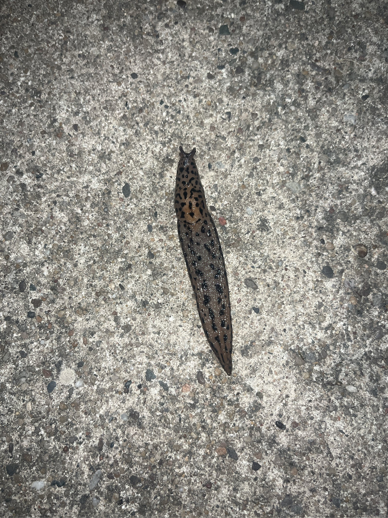 Tigerschnegel Limax Maximus — Bild 1