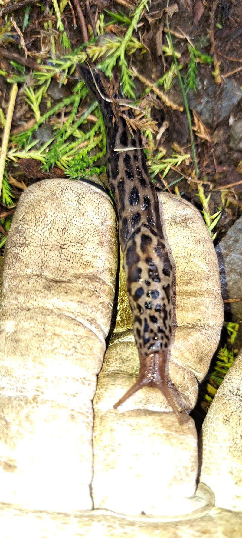 Tigerschnegel Limax Maximus — Bild 4
