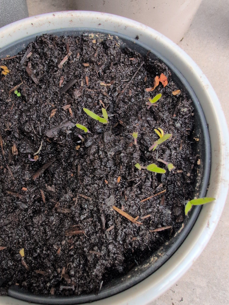 Tomaten — Bild 4