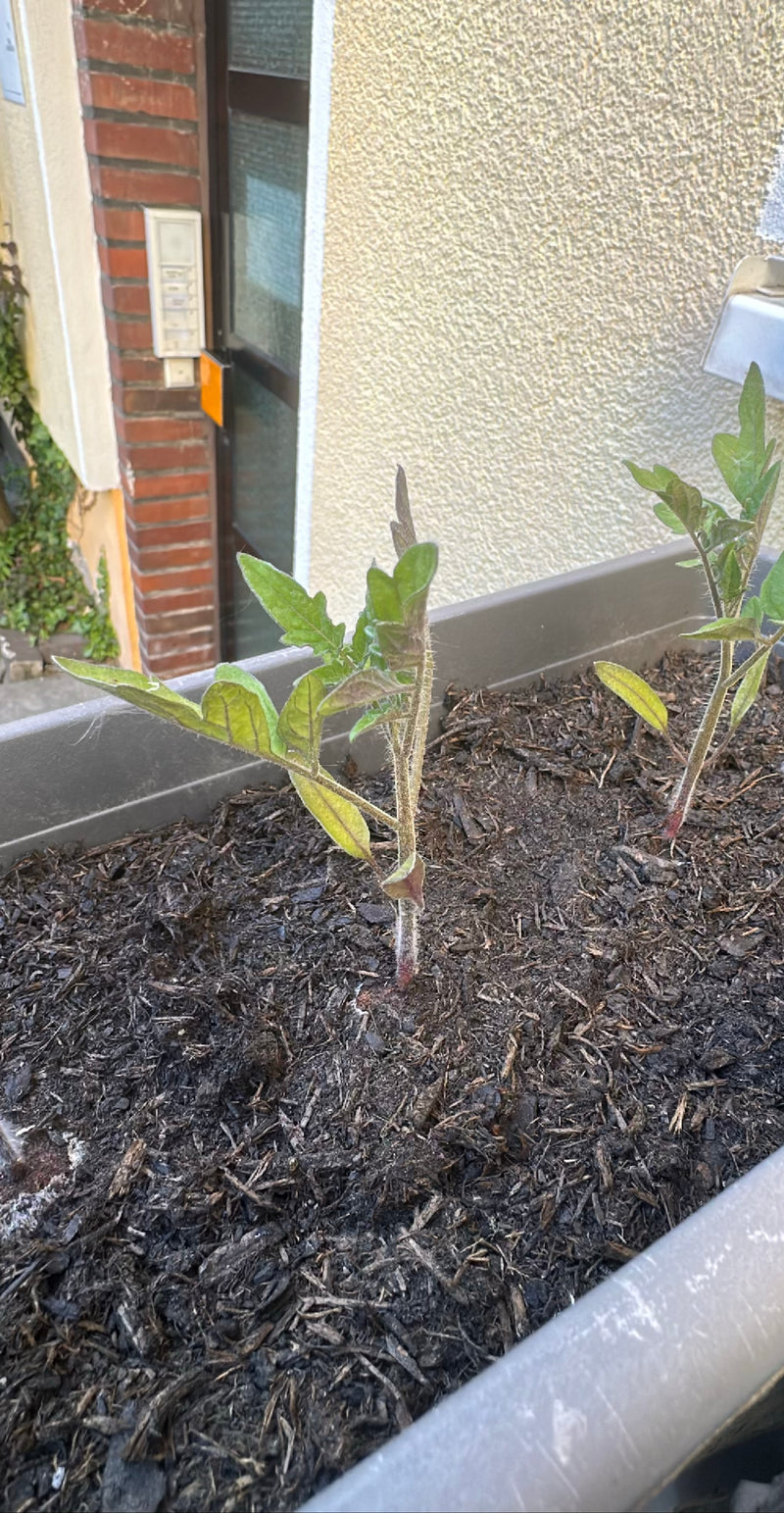 Tomaten — Bild 5