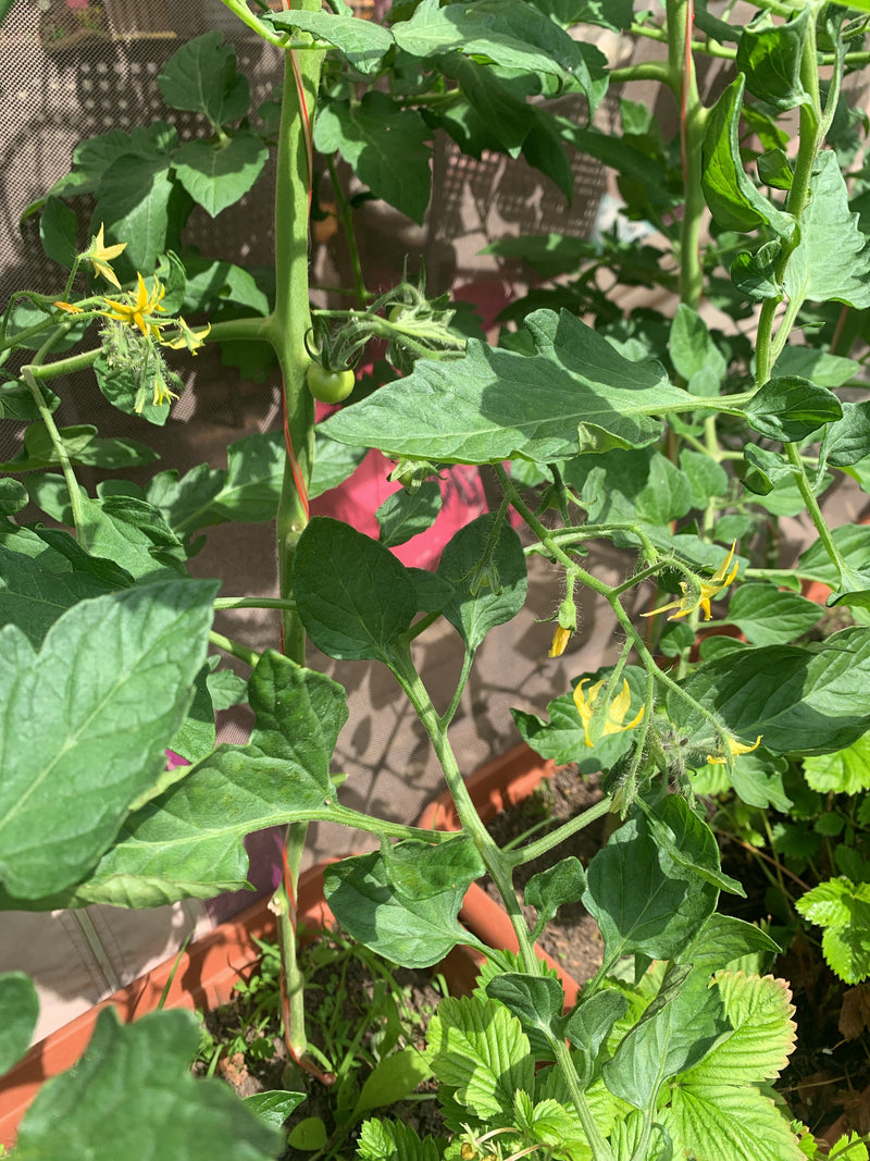 Tomaten — Bild 5