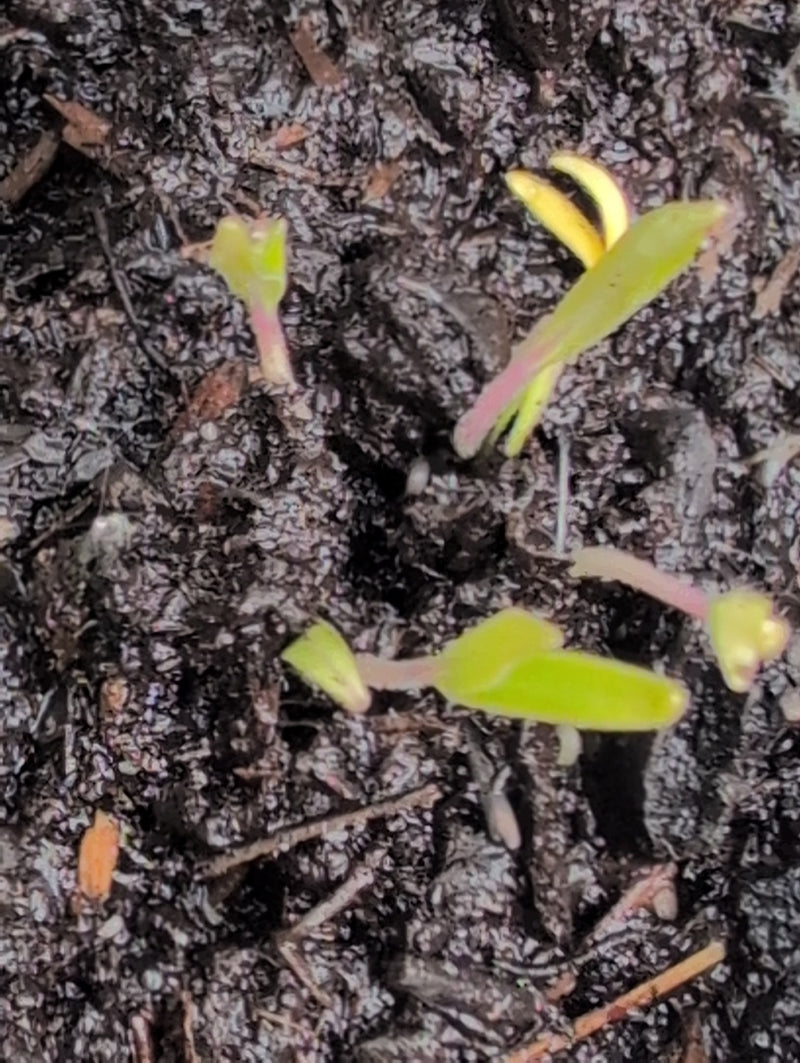 Tomaten — Bild 1