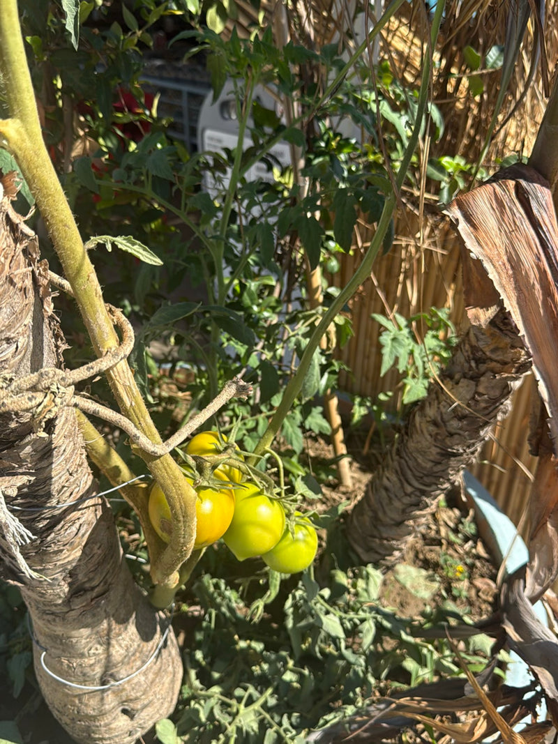 Tomaten — Bild 2