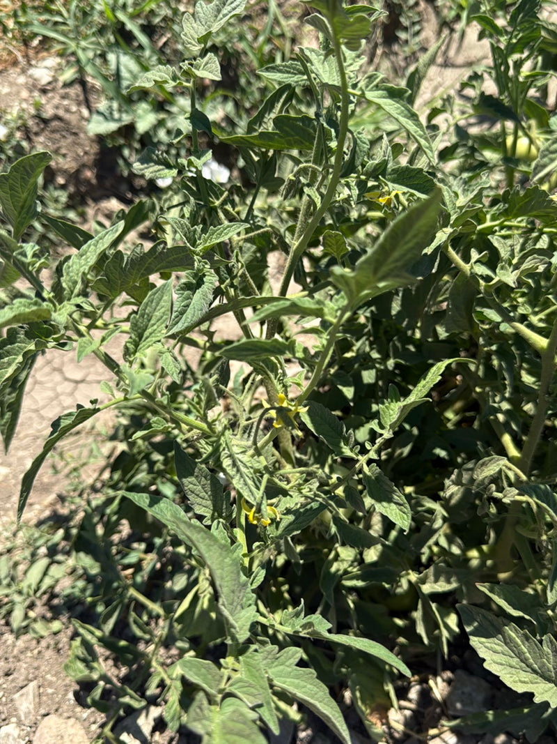 Tomaten — Bild 1