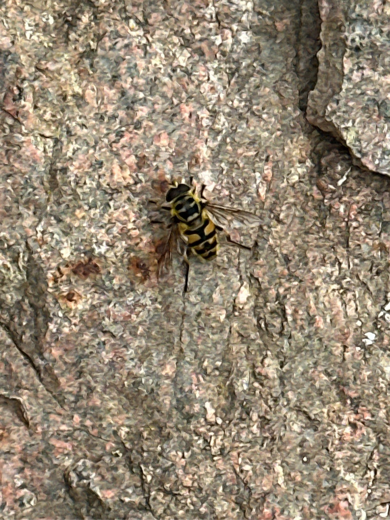 Totenkopfschwebfliege — Bild 3