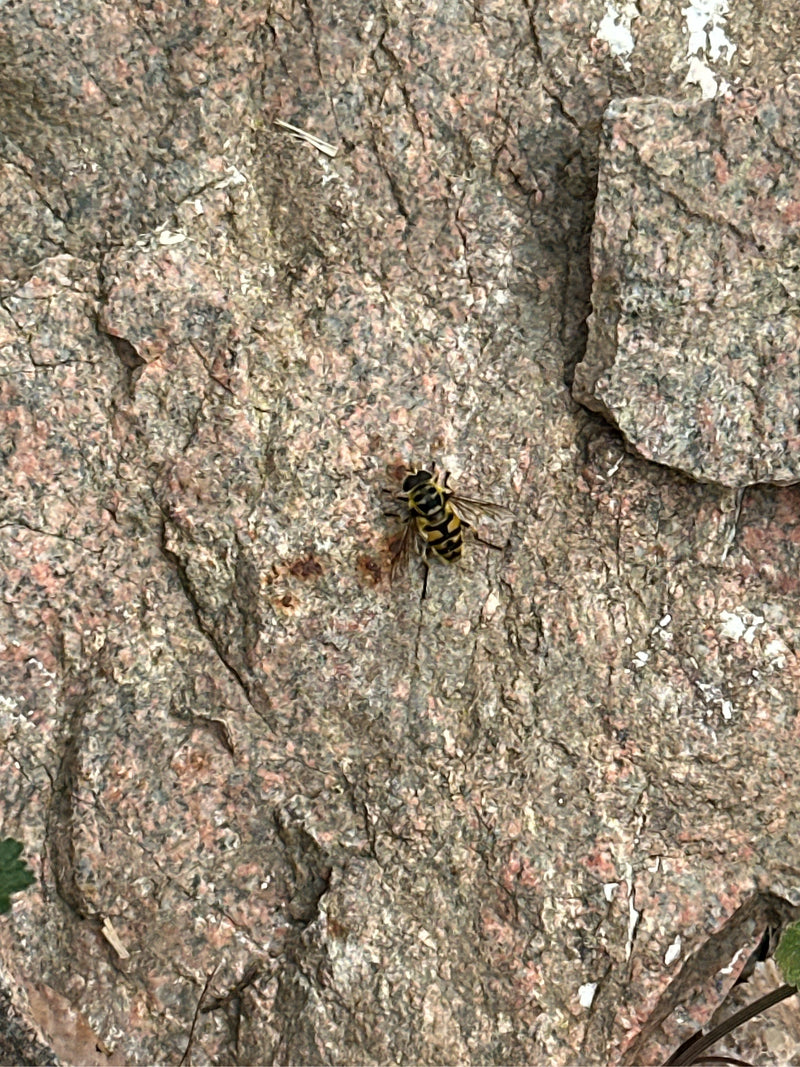 Totenkopfschwebfliege — Bild 1