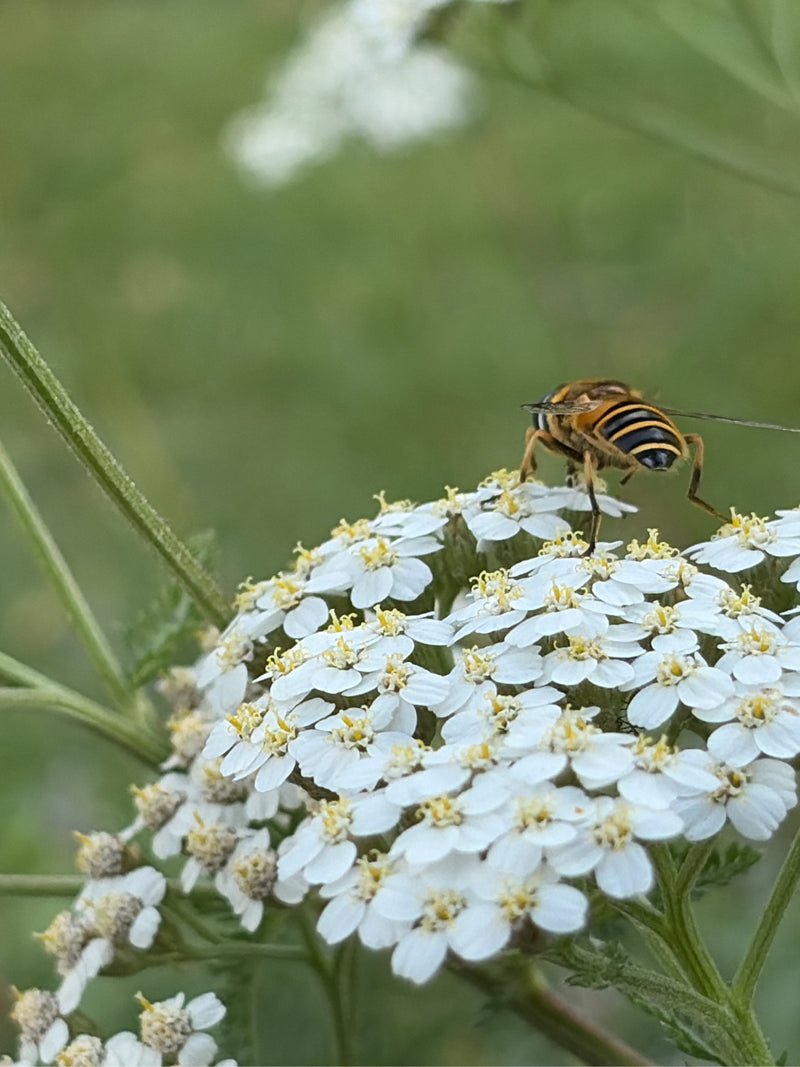 Totenkopfschwebfliege — Bild 5