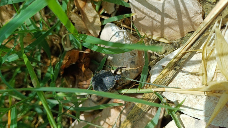 Ein schwarzer Trauer-Rosenkäfer sitzt gut sichtbar im grünen Gras zwischen kleinen Steinen. Die Aufsicht zeigt das Insekten auf dem natürlichen Boden.