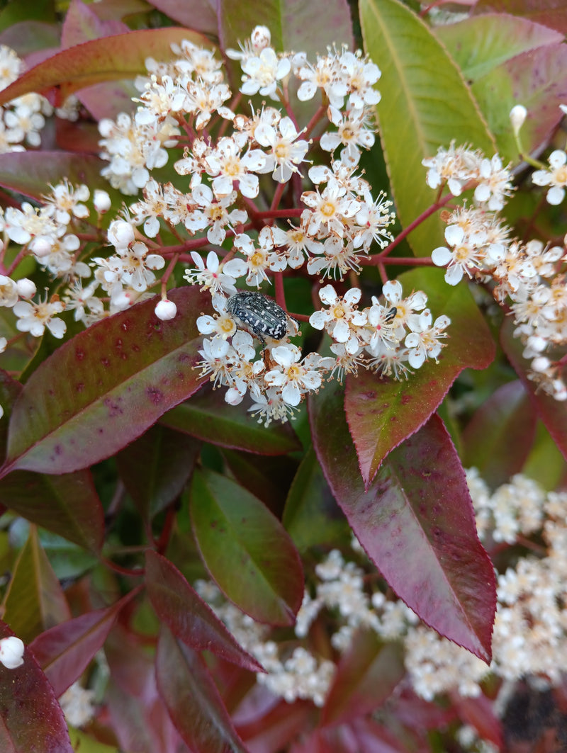 Trauer-Rosenkäfer — Bild 2