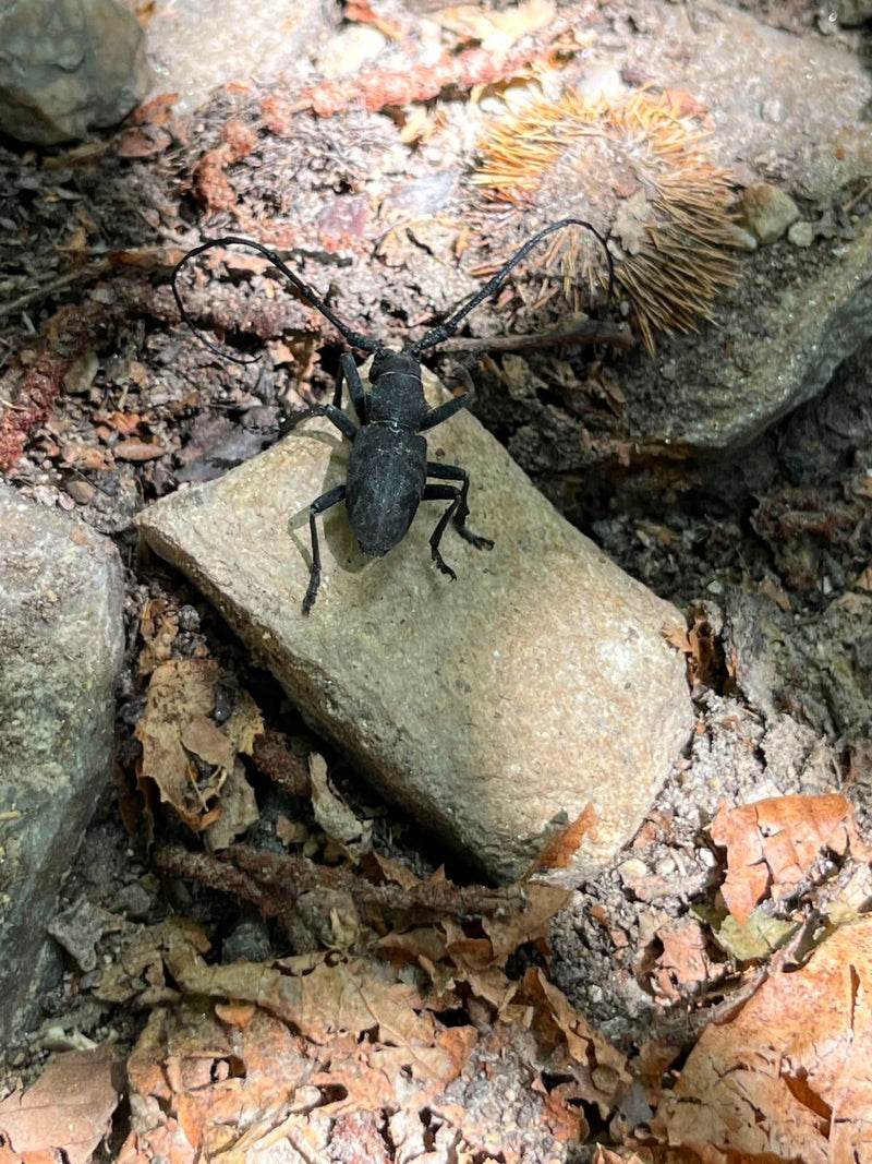 Trauerbock — Bild 2