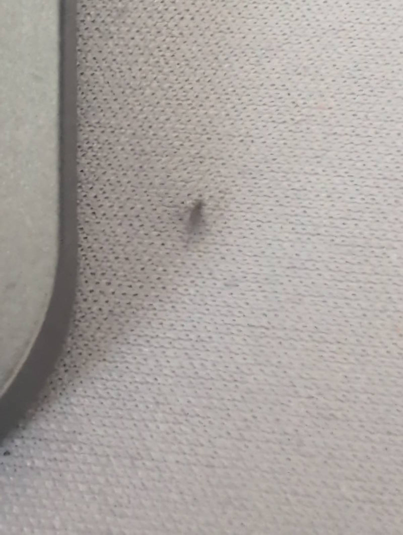 Trauermücke — Bild 1