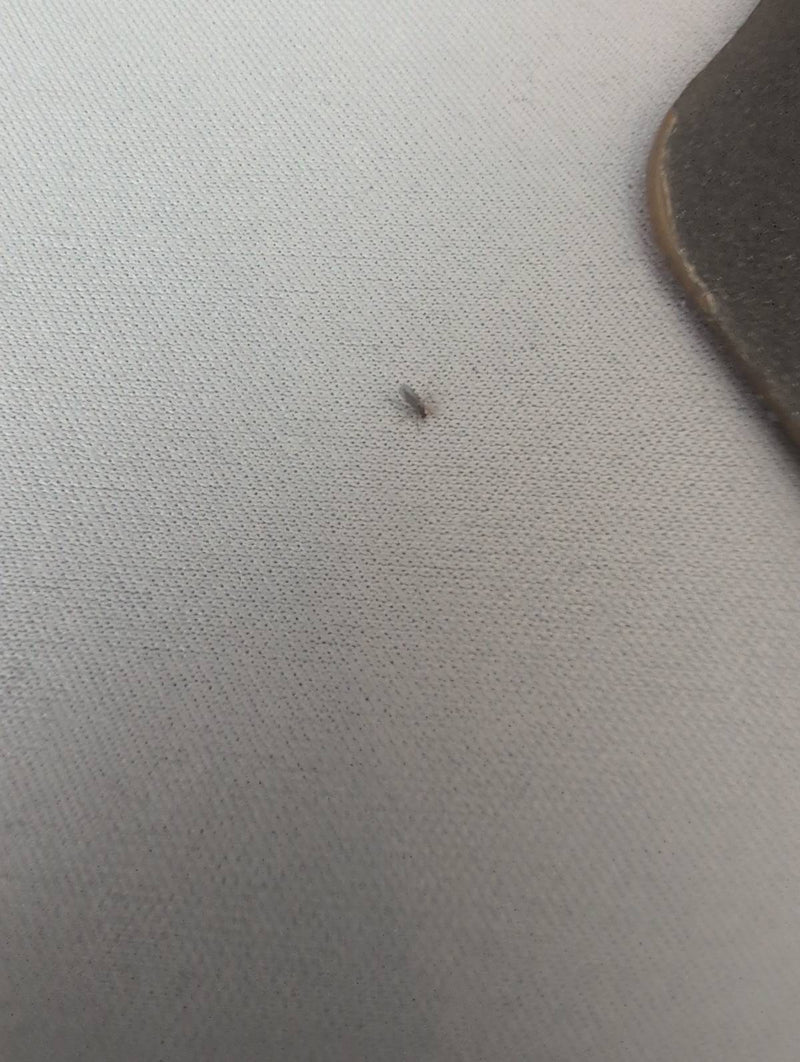 Trauermücke — Bild 2