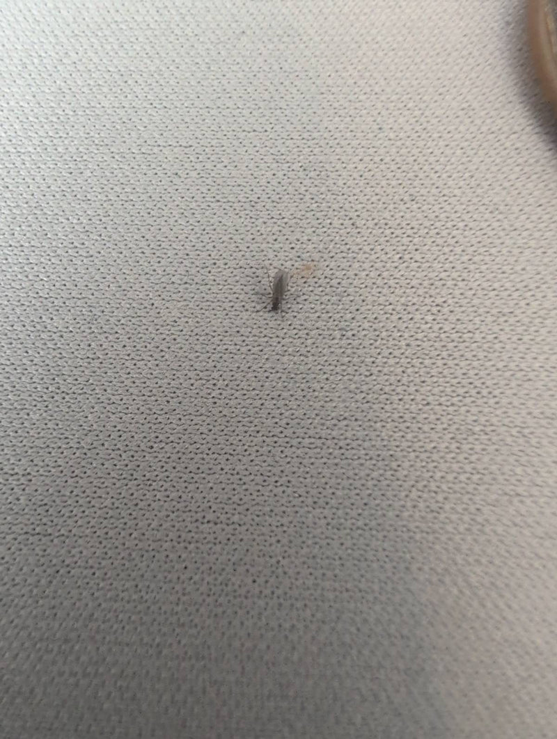 Trauermücke — Bild 3