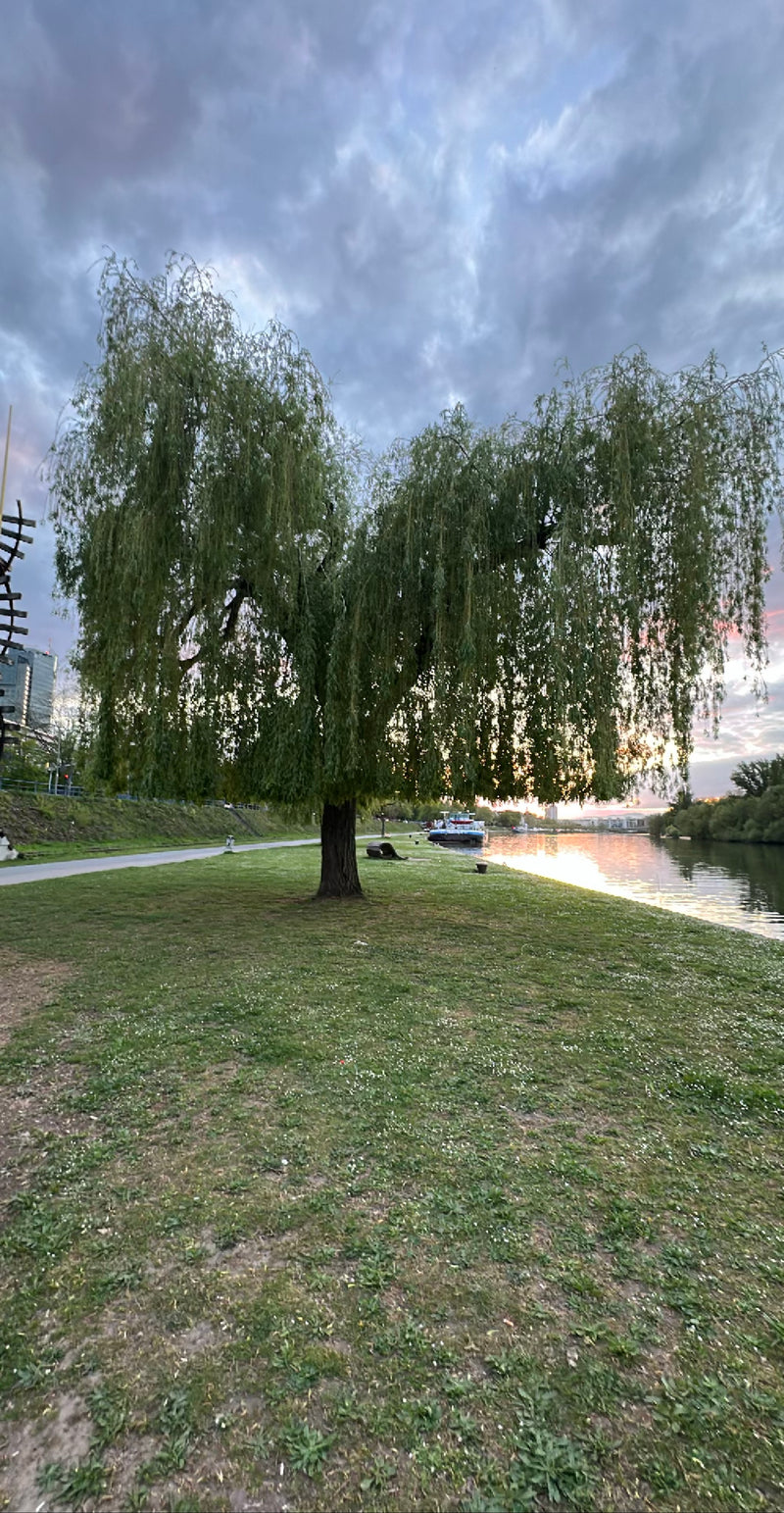 Trauerweide — Bild 3