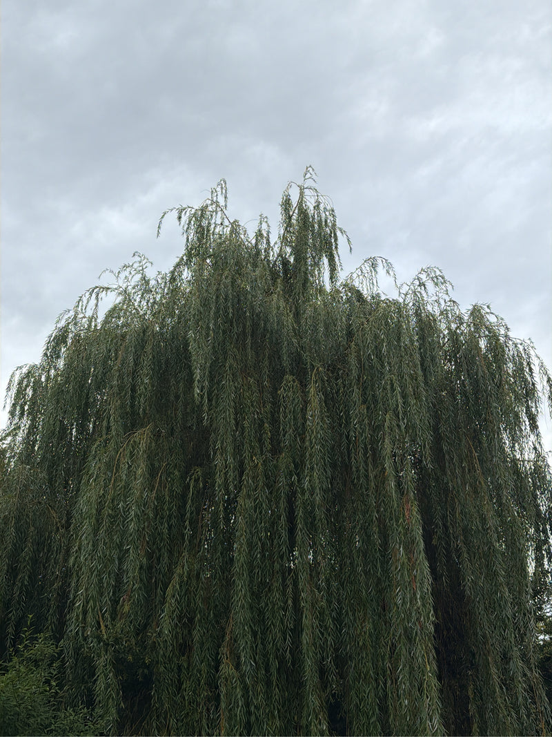 Trauerweide — Bild 5