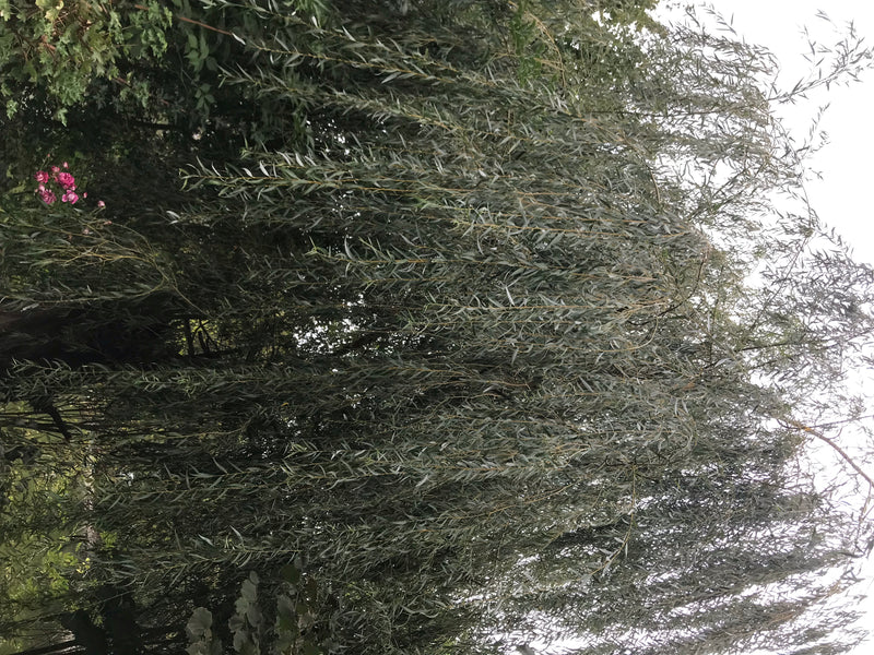 Das Bild zeigt einen großen Laubbaum mit typischen, herabhängenden Zweigen und schmalen Blättern. Es handelt sich um eine Trauerweide im Freien.