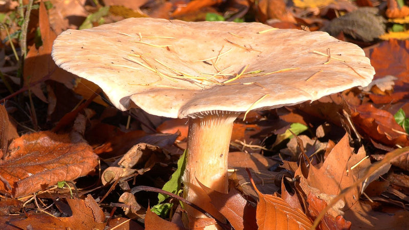 Trichterlinge — Bild 2 von 3