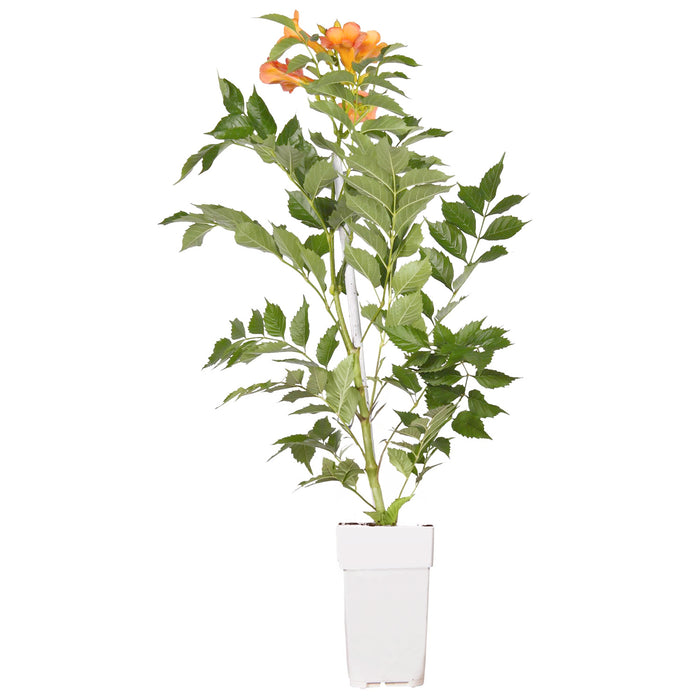 Campsis Indian Summer - ↕65cm - Ø15 cm : Des fleurs tropicales pour votre jardin