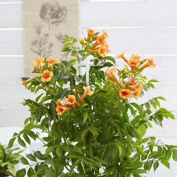 Campsis Indian Summer - ↕65cm - Ø15 cm : Des fleurs tropicales pour votre jardin