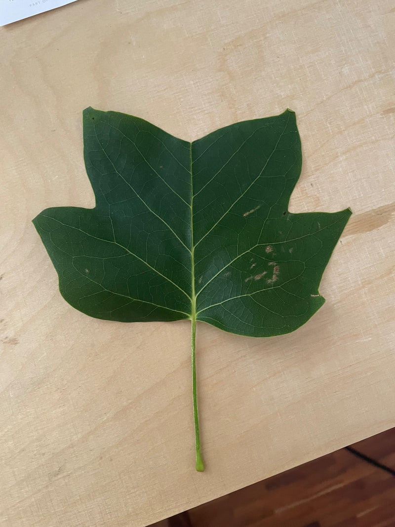 Tulpenbaum — Bild 4