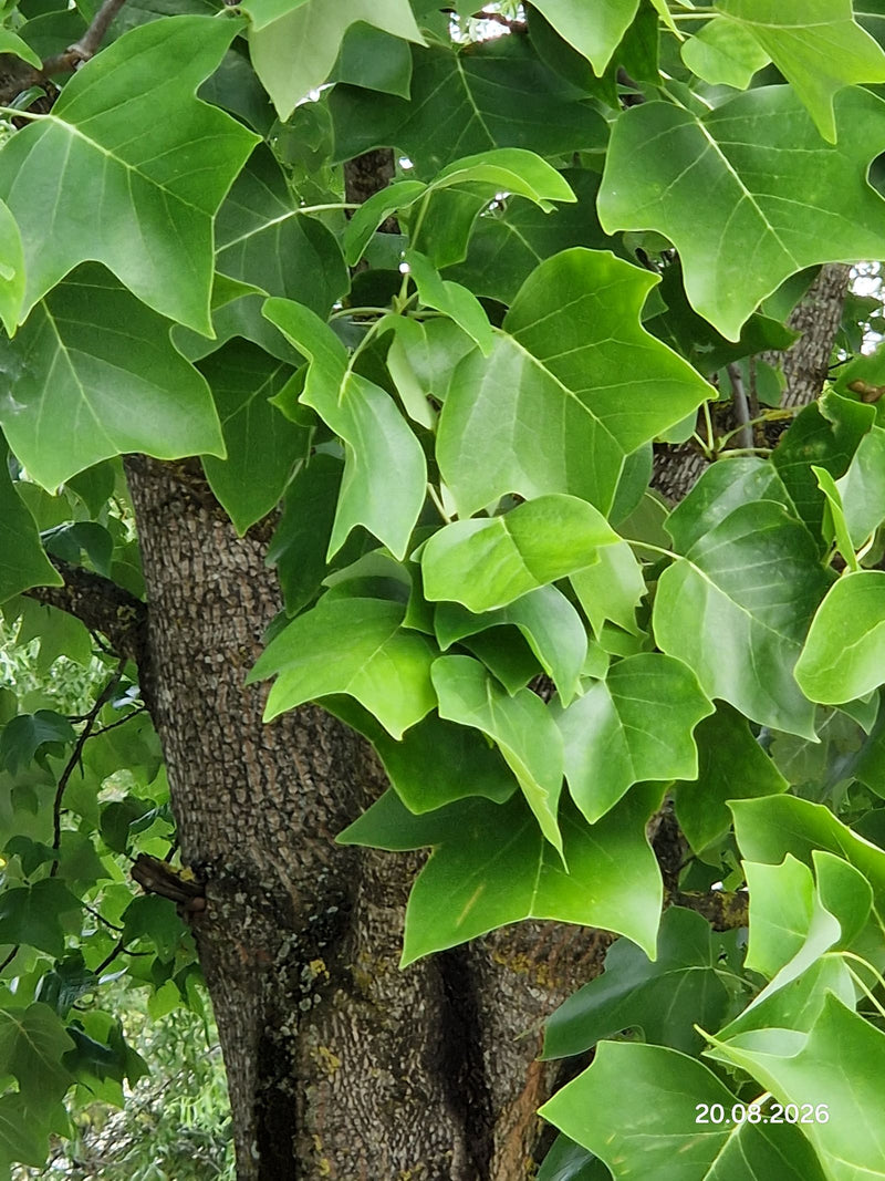 Tulpenbaum — Bild 2