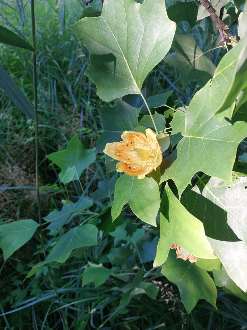 Tulpenbaum — Bild 3