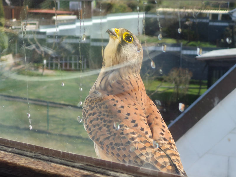 Ein Turmfalke sitzt auf einer Fensterbank hinter einer Glasscheibe mit Regentropfen und blickt aufmerksam nach oben. Im Hintergrund ist verschwommen eine Gar...