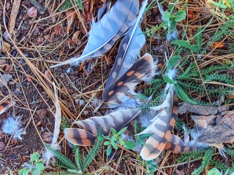 Auf dem Waldboden liegen mehrere charakteristisch gemusterte Federn eines Turmfalken. Die Aufnahme zeigt die typische Färbung und Zeichnung des Gefieders.