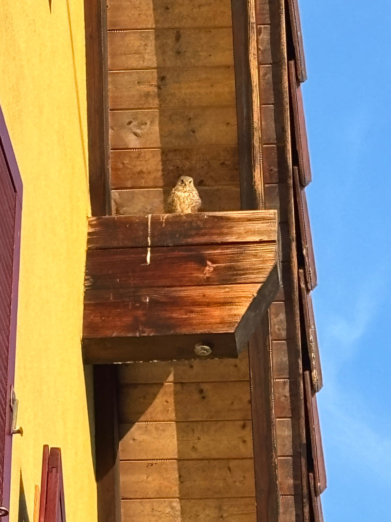 Ein Turmfalke sitzt auf einer hölzernen Vorsprungstruktur an einer Hauswand. Der Vogel blickt aufmerksam nach vorne.