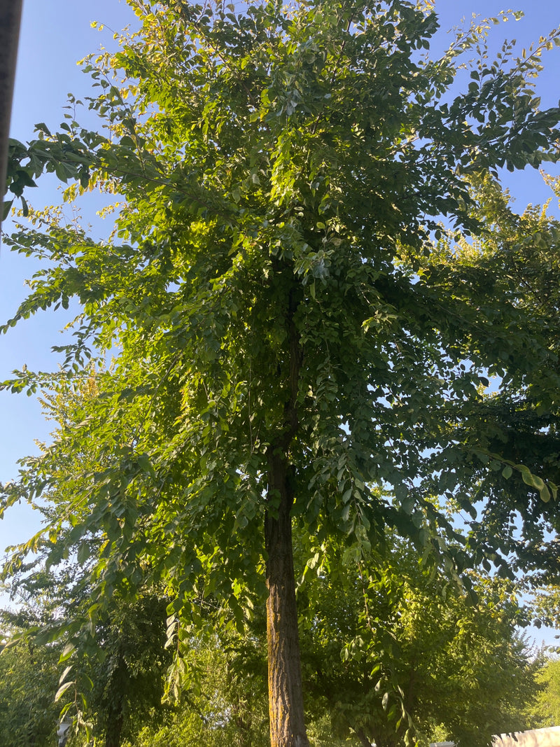 Ulme — Bild 3 von 9