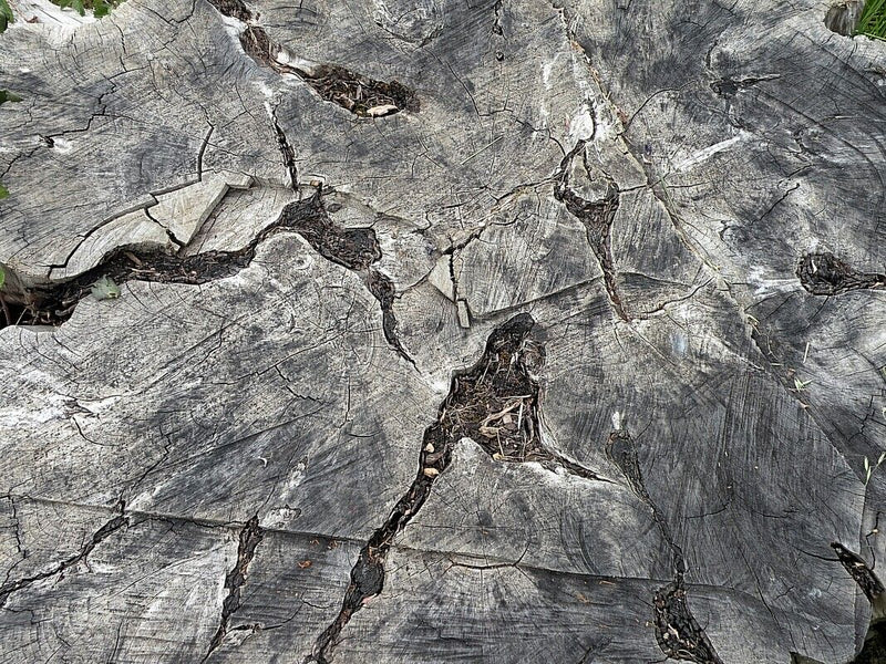 Unbestimmte Pflanze (Wurzelballen) — Bild 3 von 10