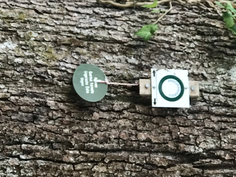 Ungarische Eiche — Bild 1 von 2