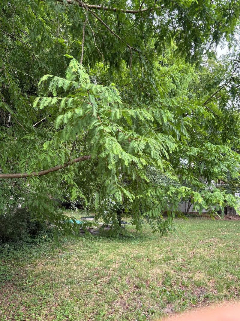 Urweltmammutbaum — Bild 3