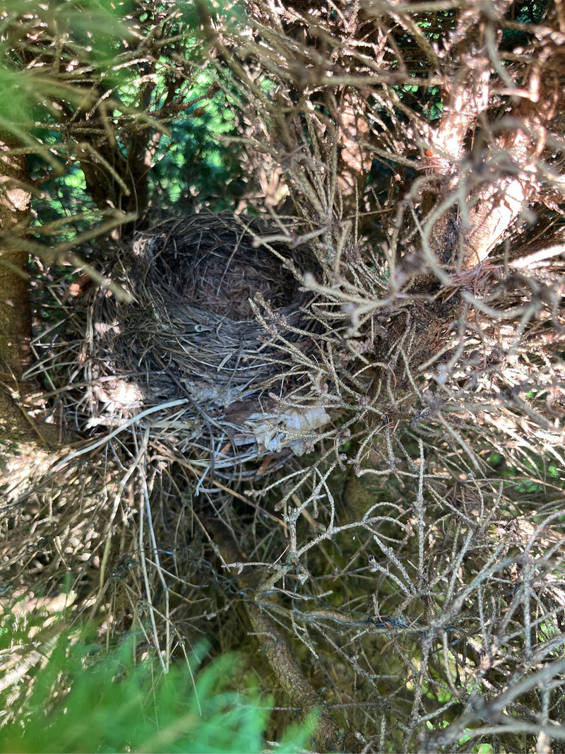 Vögel — Bild 1