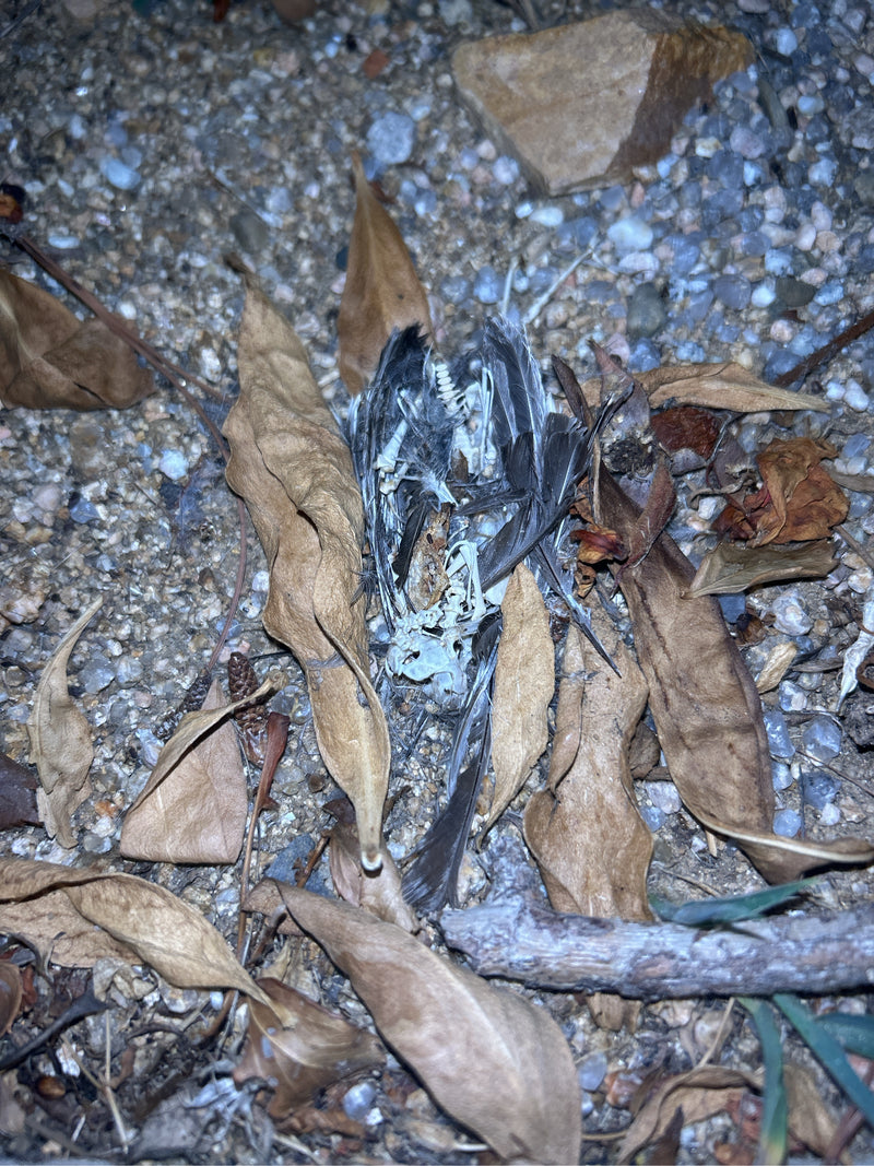 Vögel — Bild 3