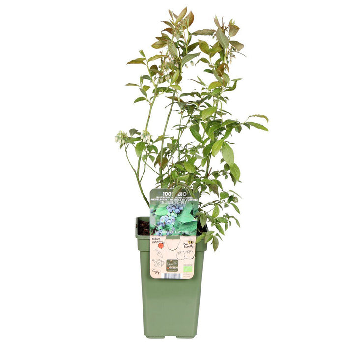 Vaccinium corymbosum 'Reka' - Ø13cm - ↕45cm - Myrtille à haut rendement pour votre jardin