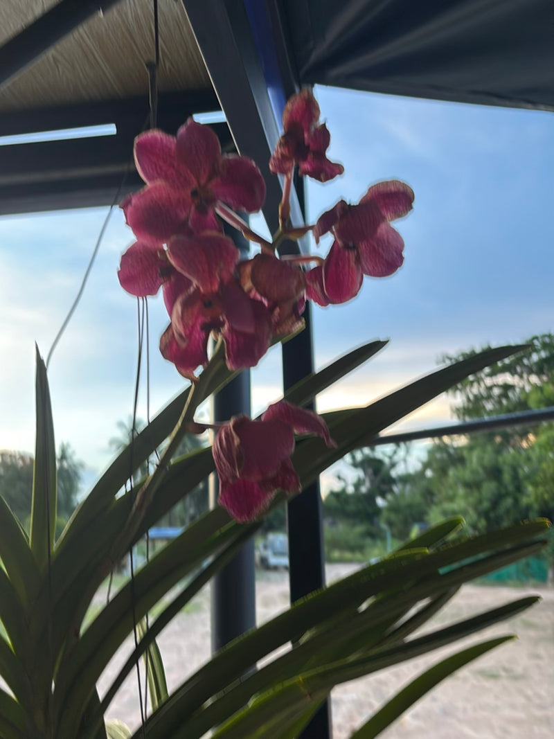 Vanda-Orchidee — Bild 4
